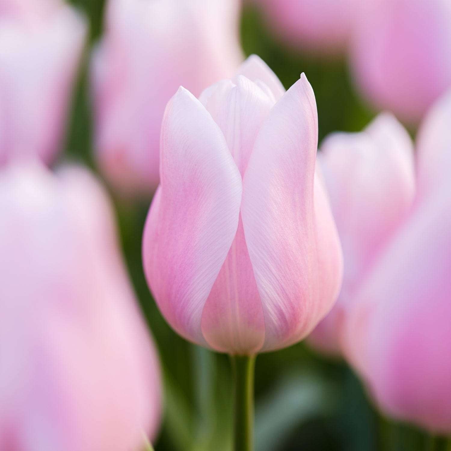 Tulppaani 'Gabriella'